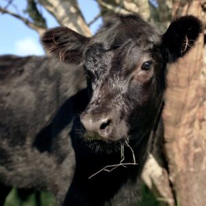 Aberdeen Angus – skotská kráva <br>s úžasnými vlastnostmi